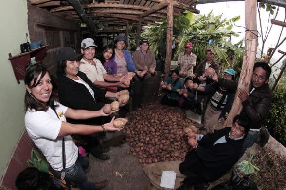 Los frutos de mi tierra. Culminando la cosecha papa