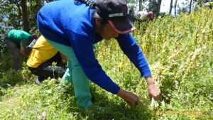 Mujeres de los Páramos en cosecha de Quinua