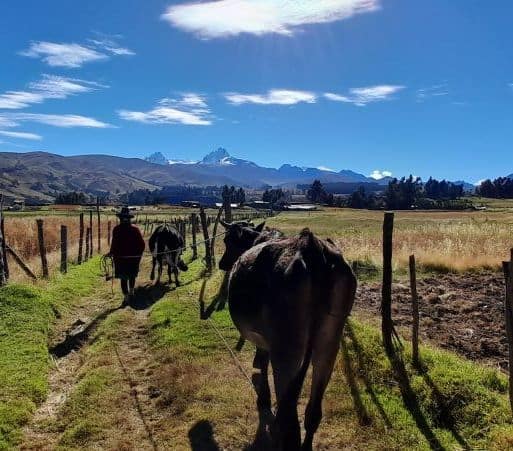 Paisaje altoandino con campesina y ganado