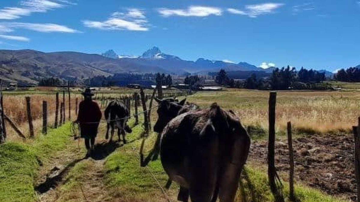 Paisaje altoandino con campesina y ganado