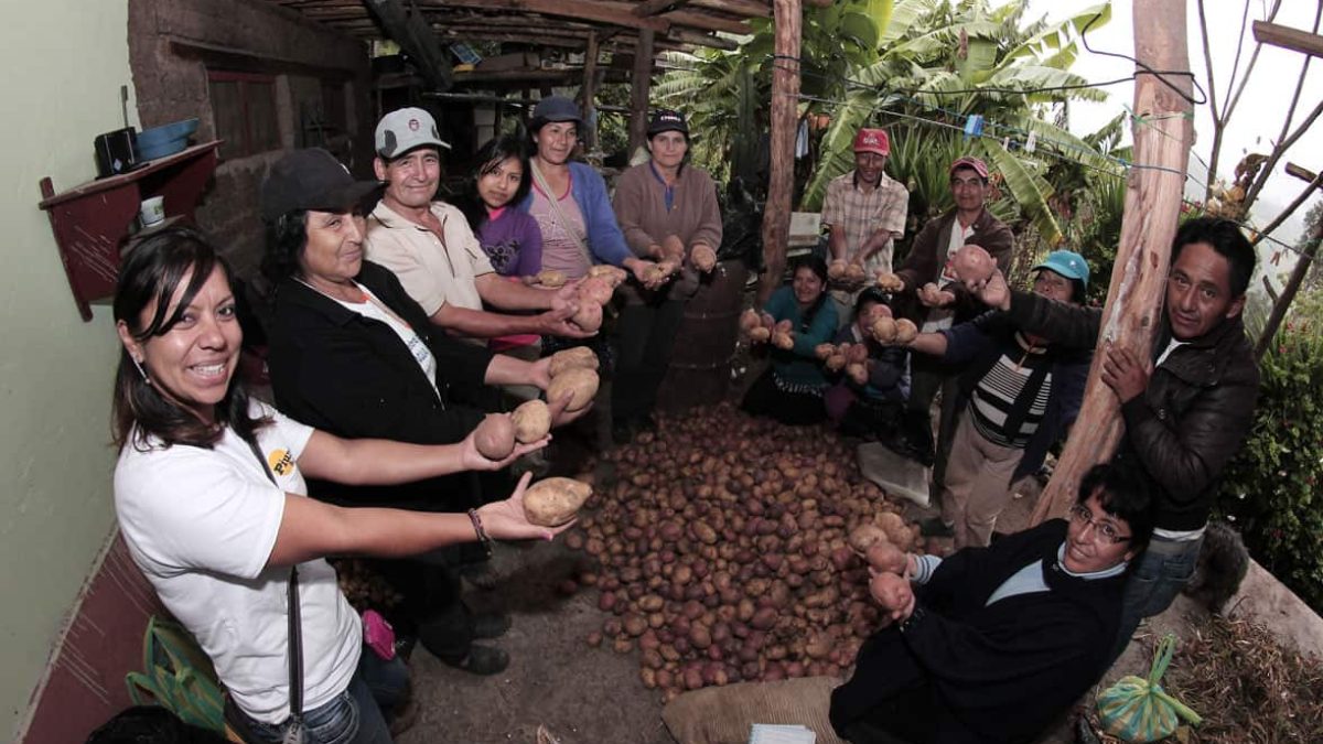 Los frutos de mi tierra. Culminando la cosecha papa