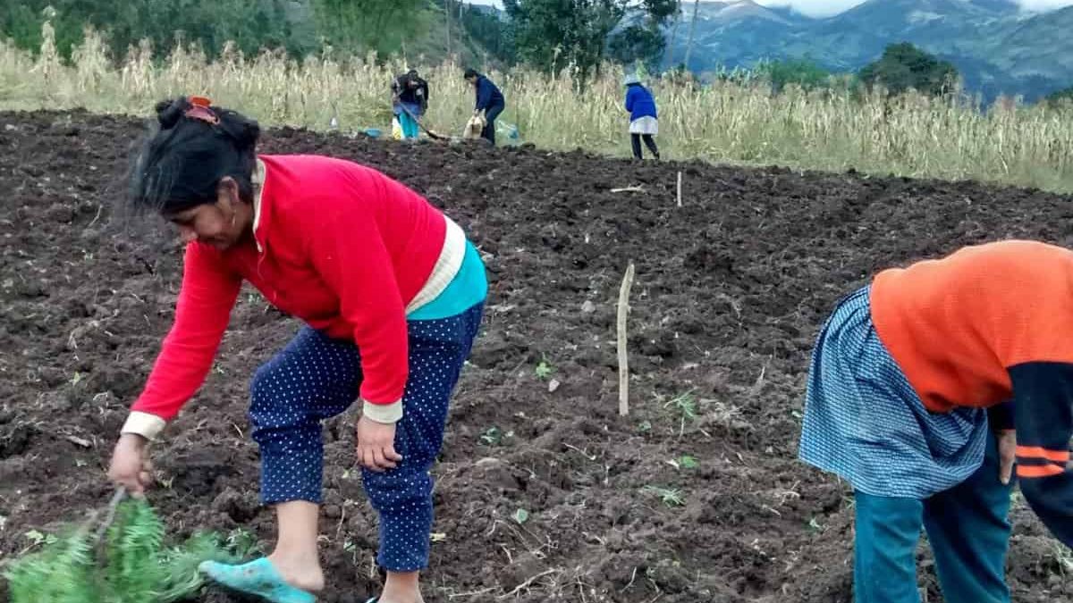 En la siembra de la quinua, las mujeres de la asociación de mujeres de los Páramos.